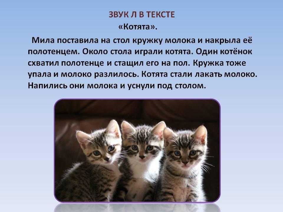 Как определить пол котёнка