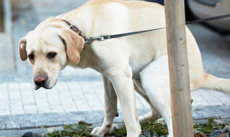 Главные симптомы и признаки запора у собак