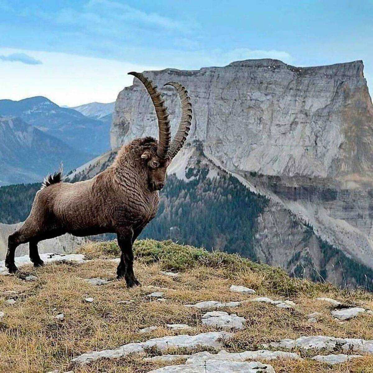 Альпийский горный козел (capra ibex): фото, интересные факты