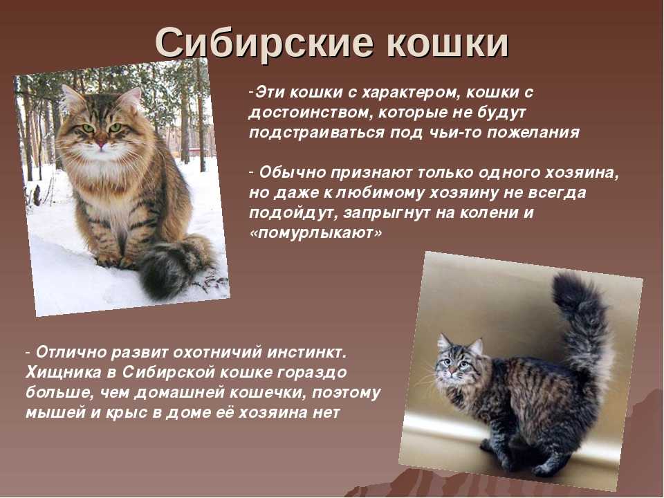 Фото сибирского кота - описание породы, стандарта кошки, характера, окрасы котят