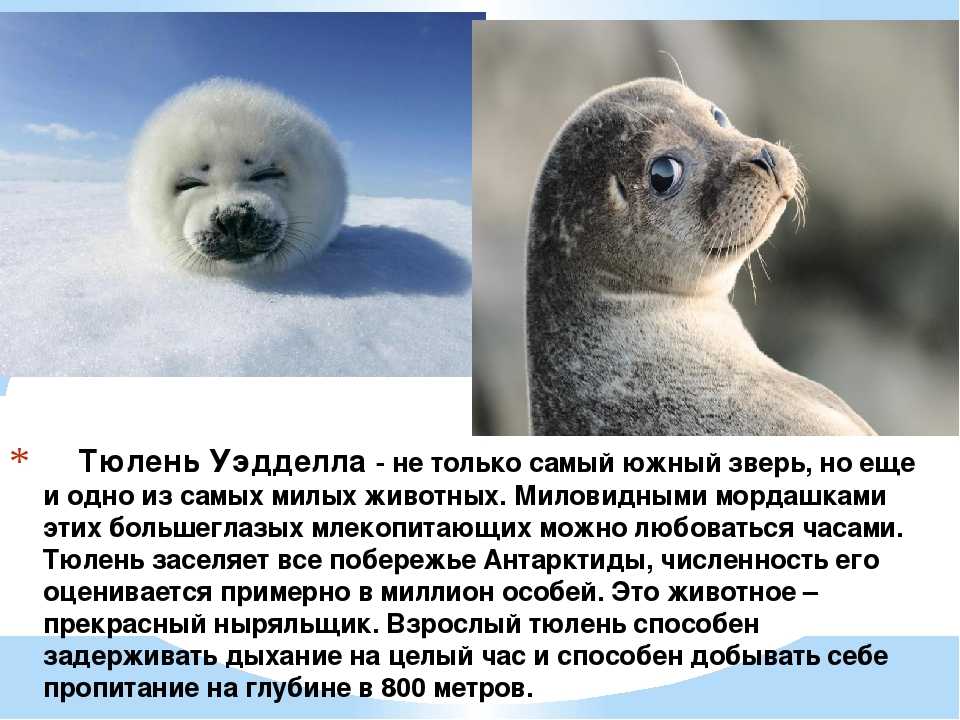 Ушастый тюлень: описание, чем питается, где обитает, сколько живет
