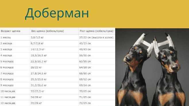 Вес щенка по месяцам - таблица по породам