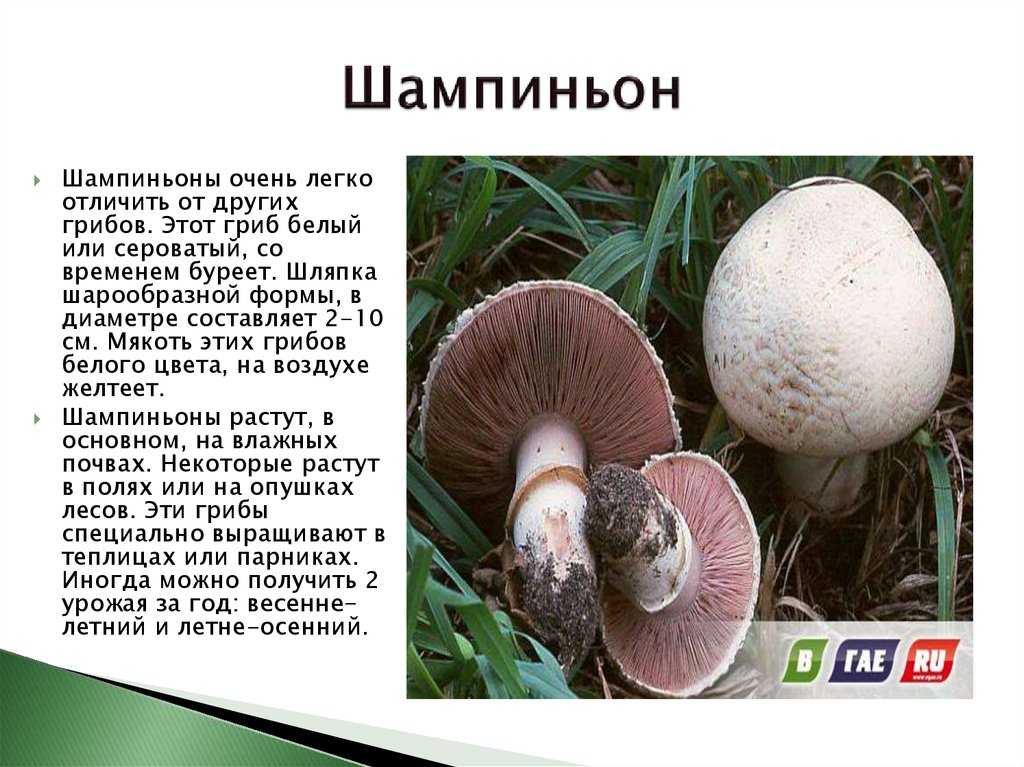 Как определить шампиньоны или нет
