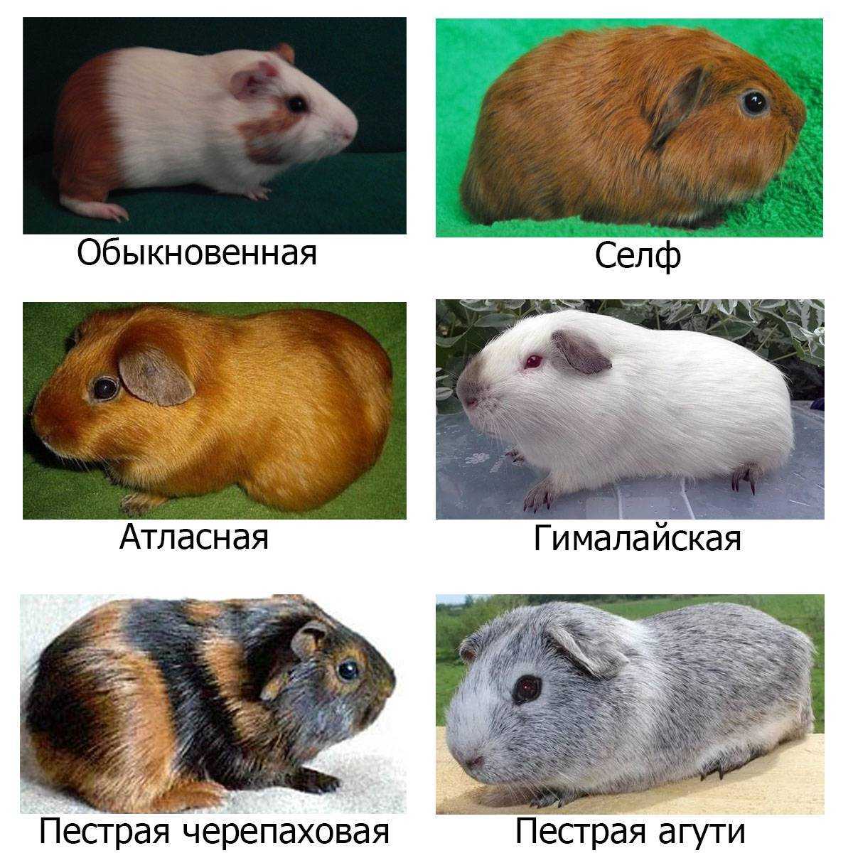 Хомяк - виды и породы хомяков, чем кормить, содержание и уход