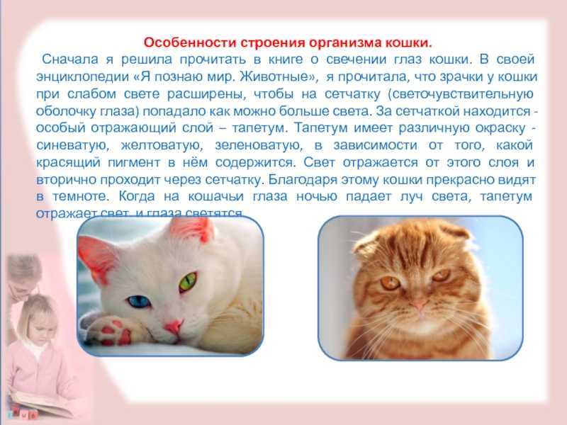 Зрение котов: зоркий взор ночного хищника - кот, пёс и я