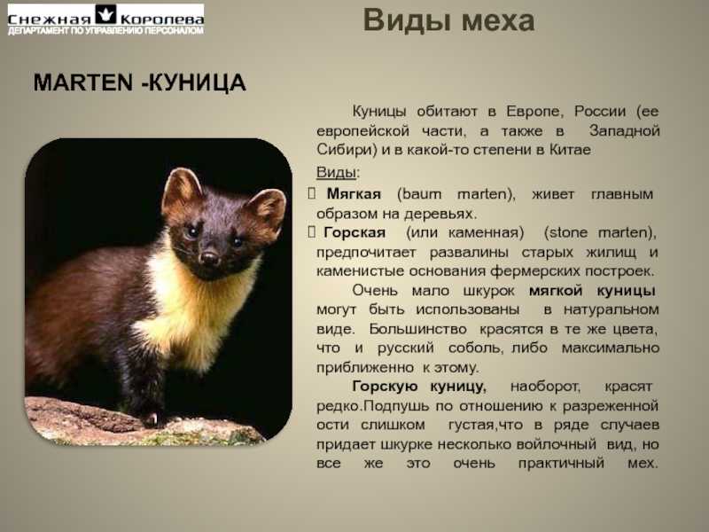 Кто такая куница и что мы о ней знаем? | идея в доме