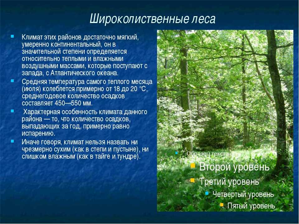 Урок 7: леса россии - 100urokov.ru