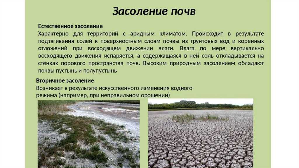 Когда происходит вторичное засоление почв: причины, последствия, способы предотвращения