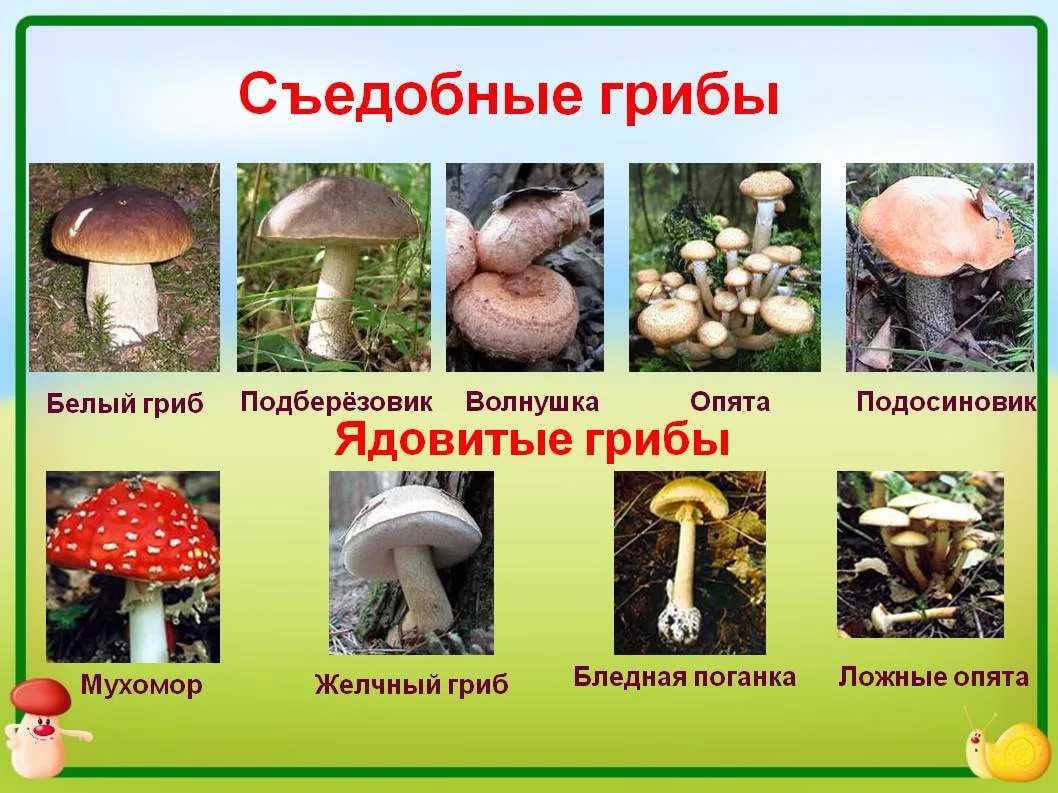 Съедобные и несъедобные грибы: названия, описание, фото