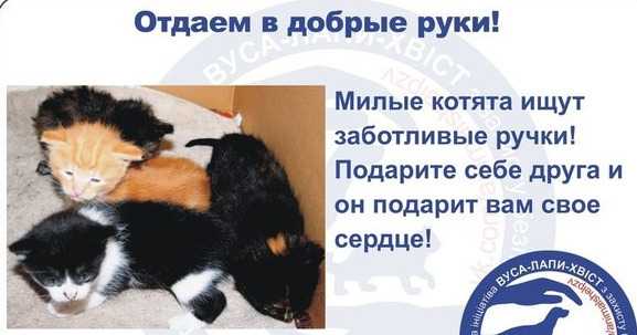 Как пристроить кошку в надёжные руки