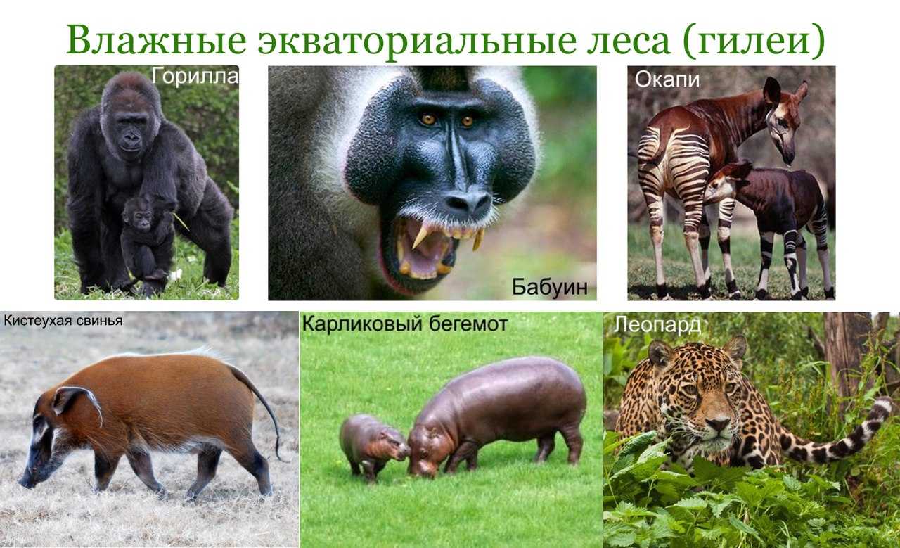 Интересно о растительности, климате и жителях экваториальных лесов южной америки