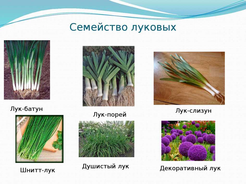 Лук репчатый – полезные свойства, состав и противопоказания