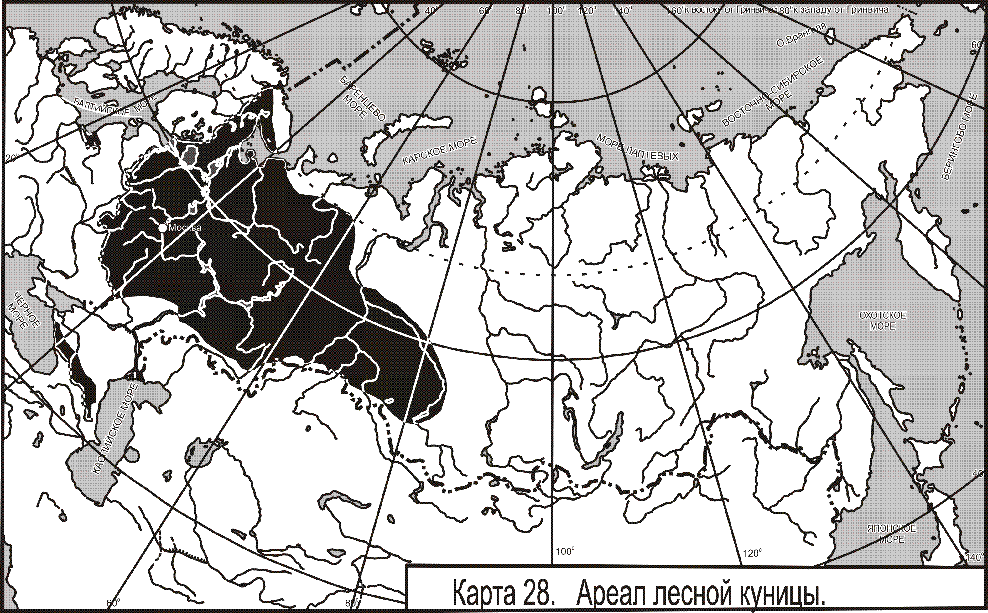Ель аянская