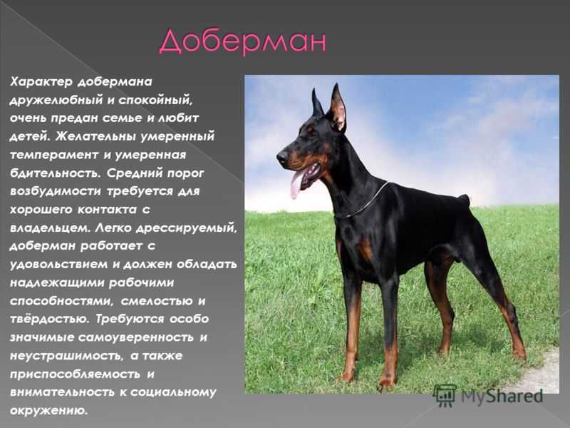 Доберман-пинчер: описание породы, характер, обучение и уход