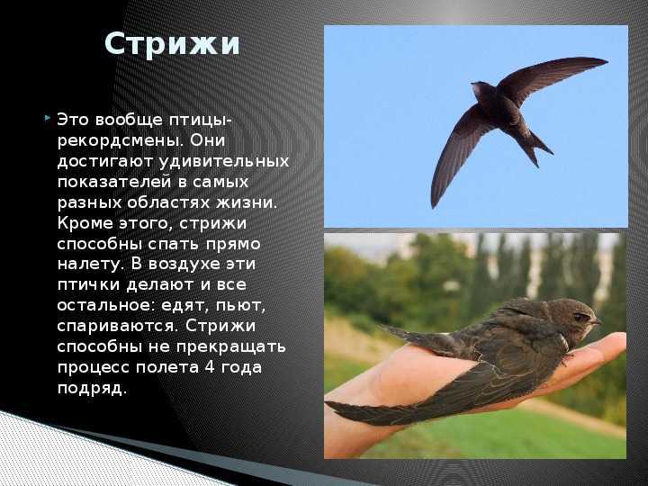 Стрижи