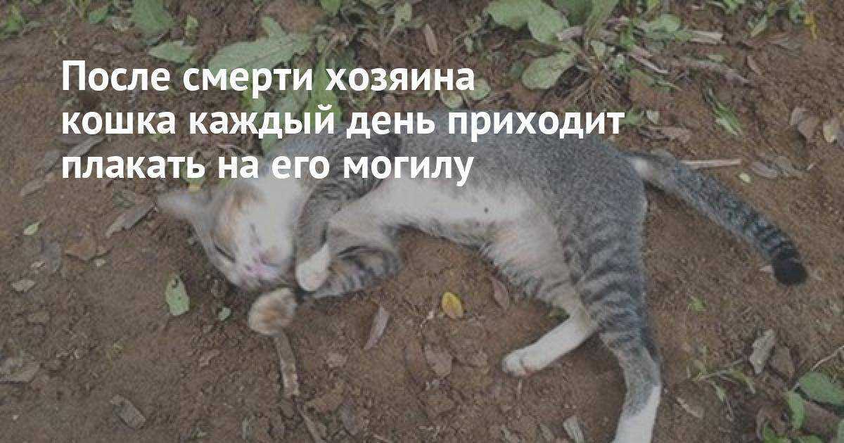 Есть ли душа у кошки, куда она попадает после смерти и может ли дух умершего человека переселиться в животное?