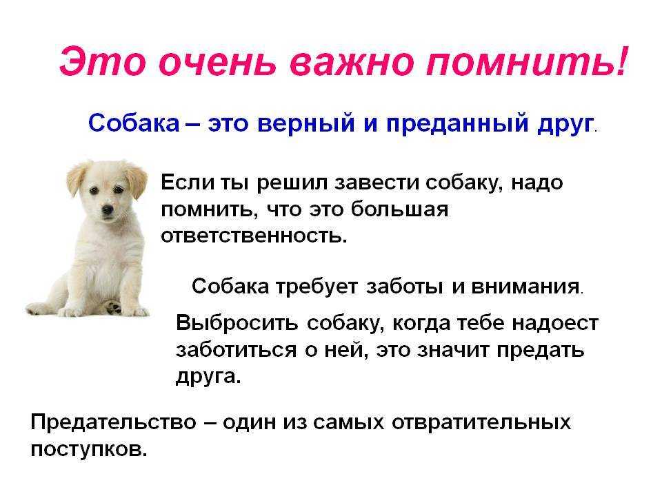 Шоу класс, брид и пэт класс у собак. что это значит