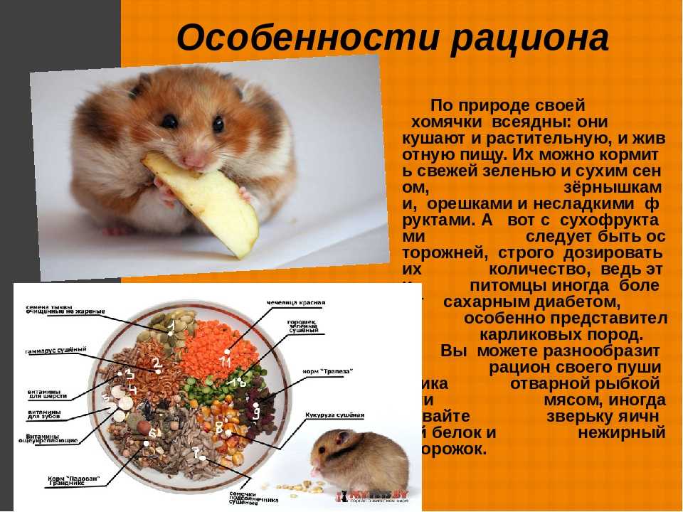 Можно ли морковь хомяку, какой лучше кормить - сырой, свежей или вареной