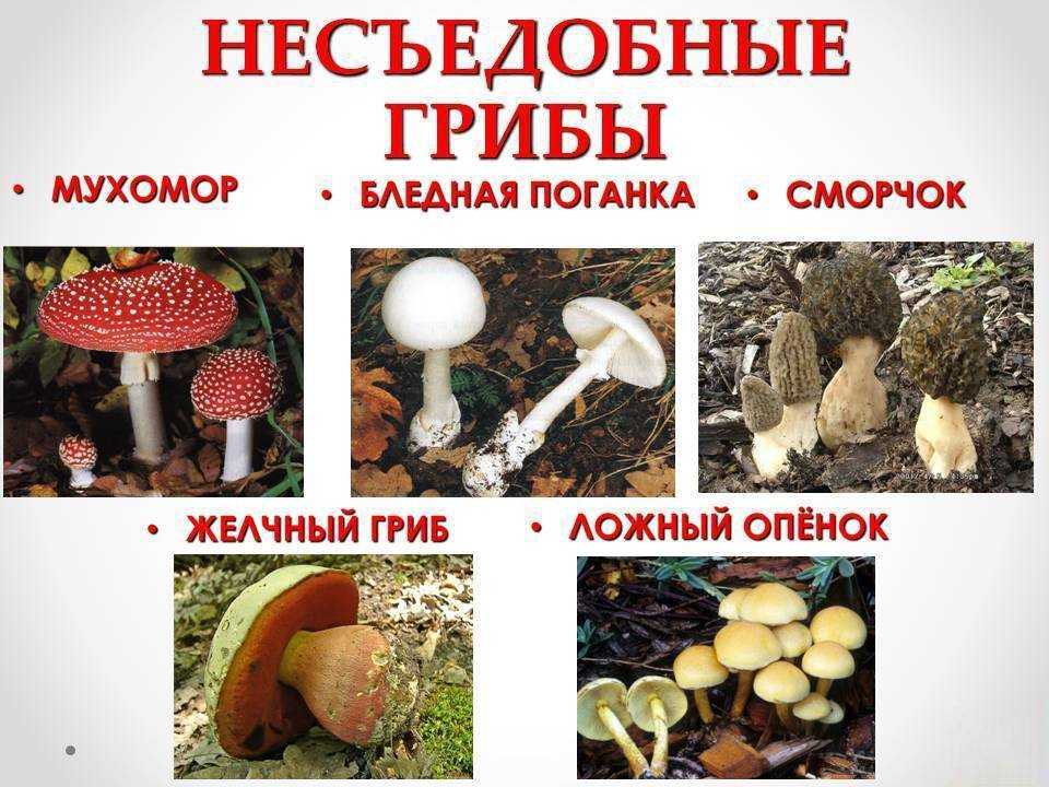Грибы иркутской области в 2023 году: лучшие места и сезон сбора