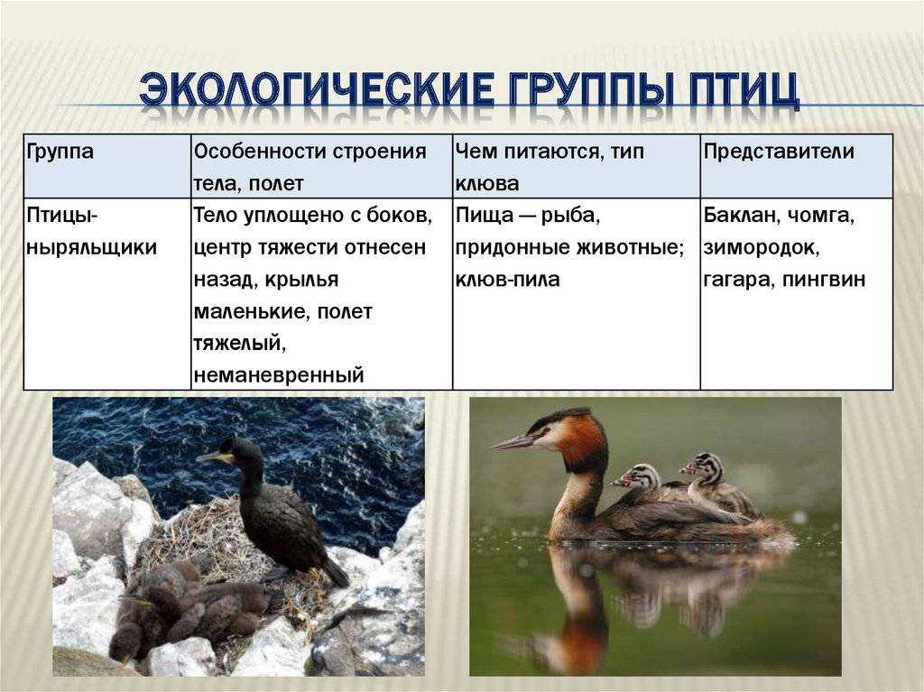 Обыкновенный стервятник. описание стервятников - фото птицы стервятник