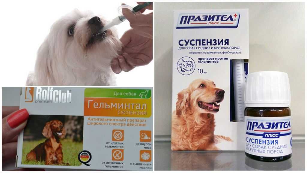 Что лучше: суспензия от глистов для собак, капли на холку, таблетки