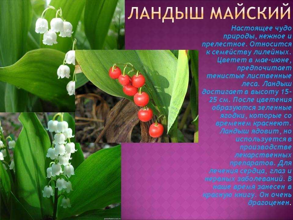 ᐉ ландыш майский - полезные свойства, описание - roza-zanoza