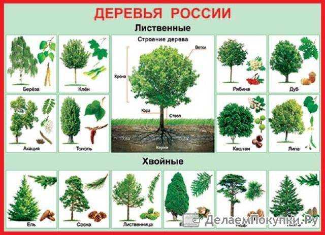 Выбирая породу дерева. широколиственные