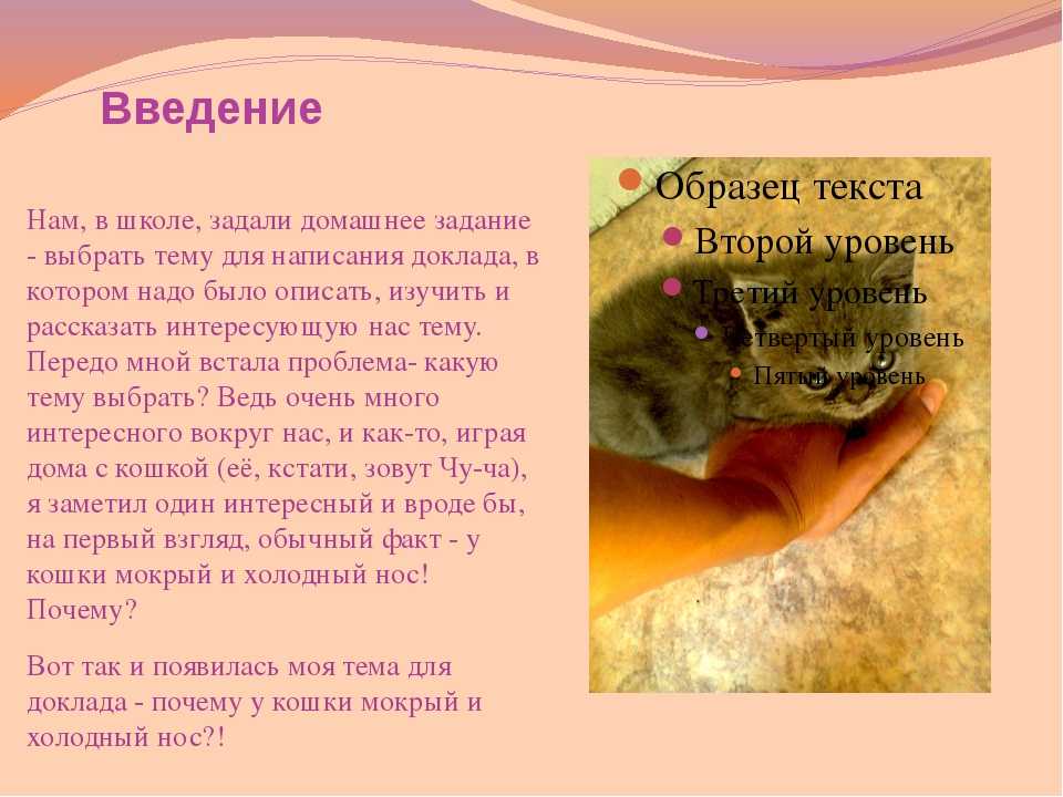 Холодный нос у кошки: причины, что делать