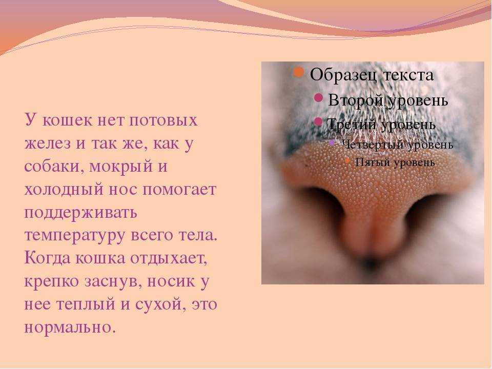 Почему у кошки теплый нос - когда обращаться к ветеринару