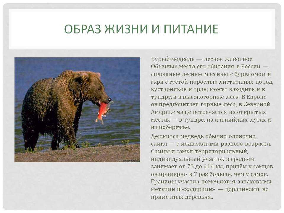 Сообщение о белом медведе - описание животного, факты