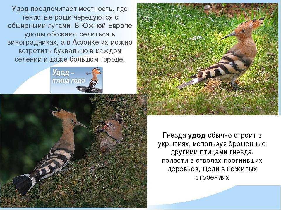 Удод (50 фото) - описание птицы, чем питается и где обитает