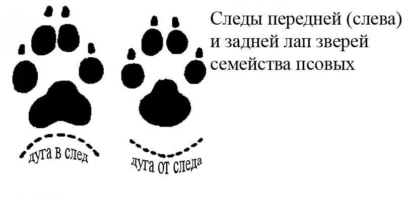 Как отличить след волка от следа собаки, отпечаток волчьей лапы