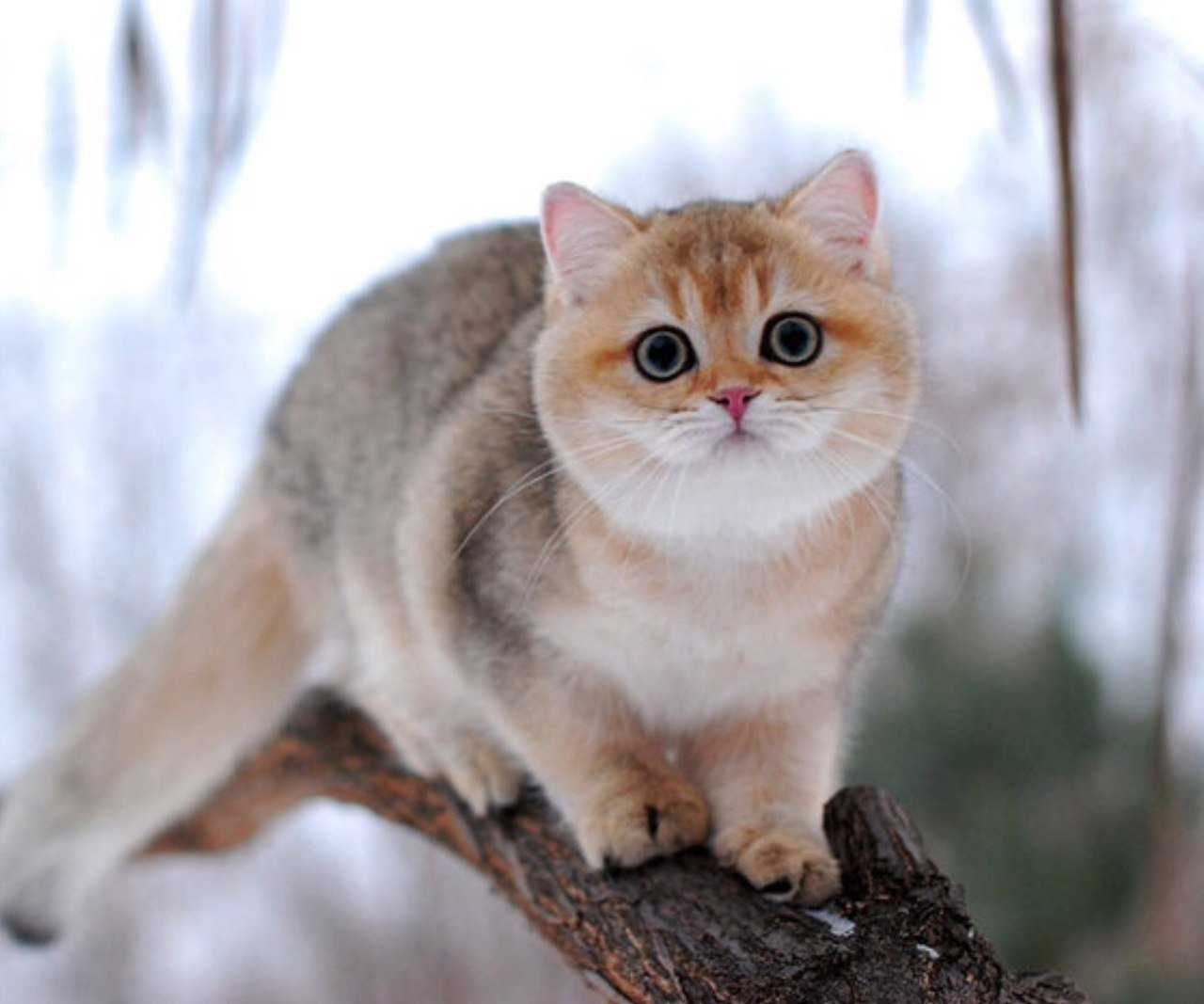 Британская кошка шиншилла - описание окрасов котов, характер породы, фото котёнка
