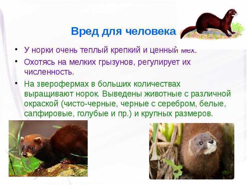 Норка как пушной зверь и экзотическое домашнее животное. | cельхозпортал