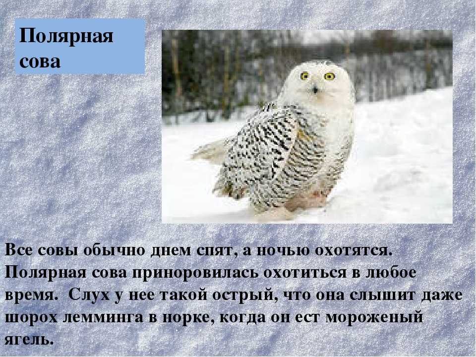 Белая сова | virtual laboratory wiki | fandom