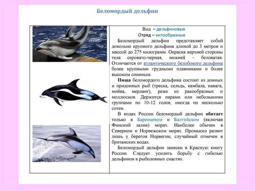 Беломордый дельфин млекопитающее из красной книги - млекопитающие