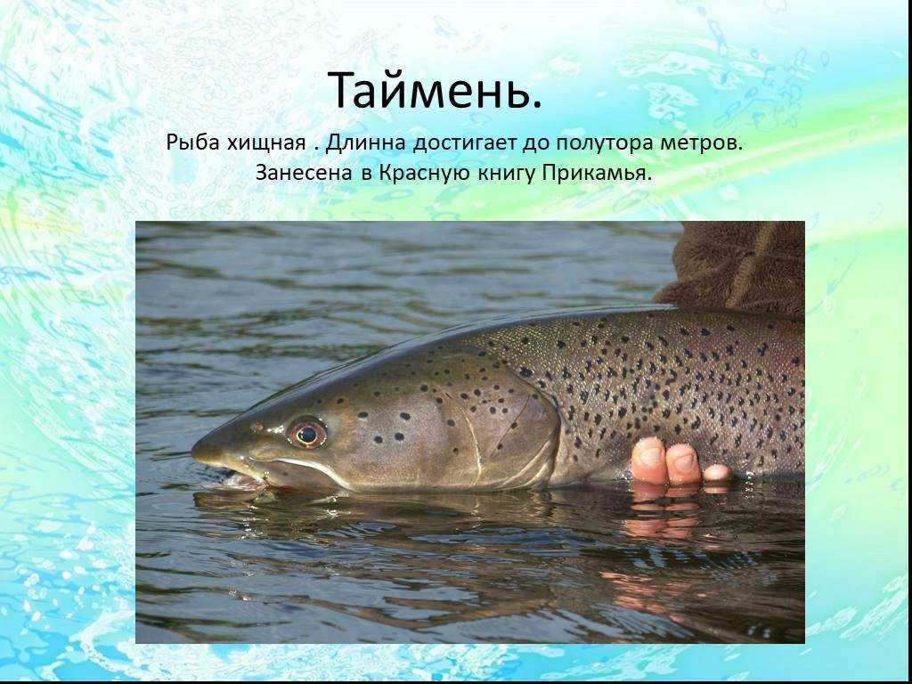Рыбы камчатки