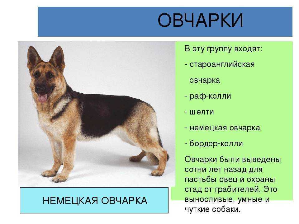 Вес немецкой овчарки — до какого возраста растут, сколько весит щенок и взрослая собака