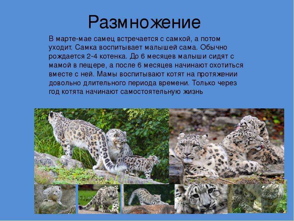 Снежный барс (ирбис): интересные факты о животном