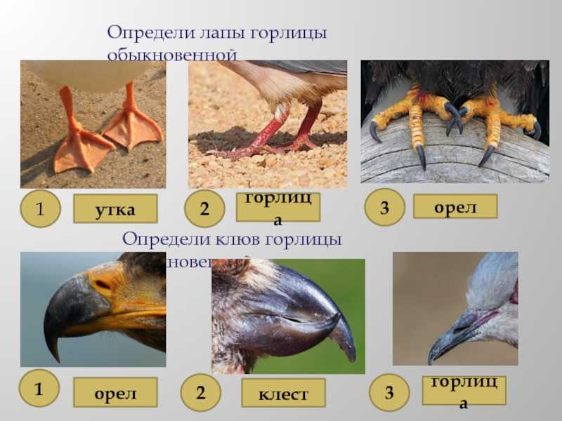 Горлица ваше имя (обязательно) ваш e-mail (обязательно) тема сообщение пожаловаться ▲▼ проблемыинформация невернаопечатки, неверная орфография и пунктуацияинформация потеряла актуальностьнедостаточно