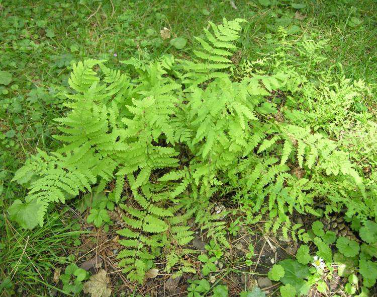 Thelypteris palustris schottописание таксона