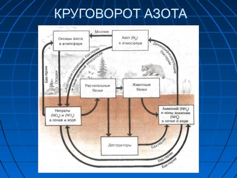 Биогеохимический цикл фосфора