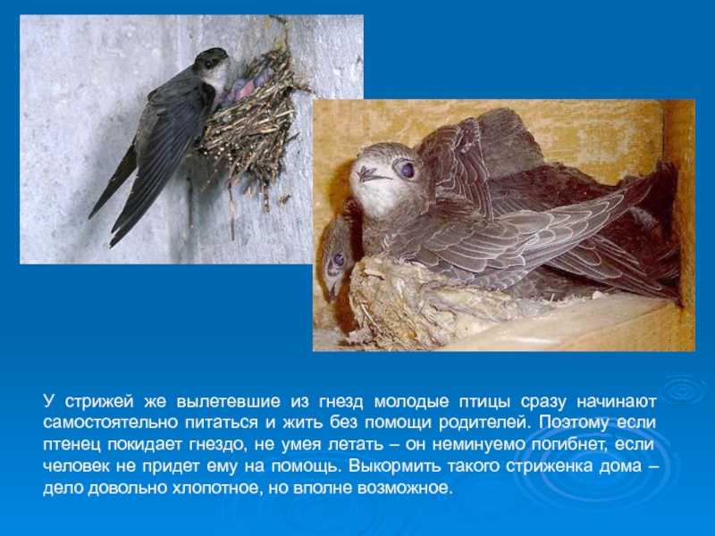 Стриж,птица стриж,особенности жизни сна характера фото видео