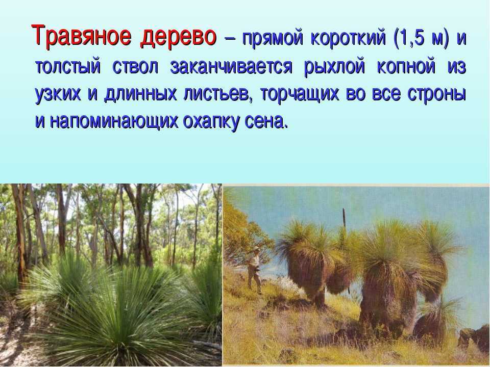 Природа австралии: удивительные растения и животные