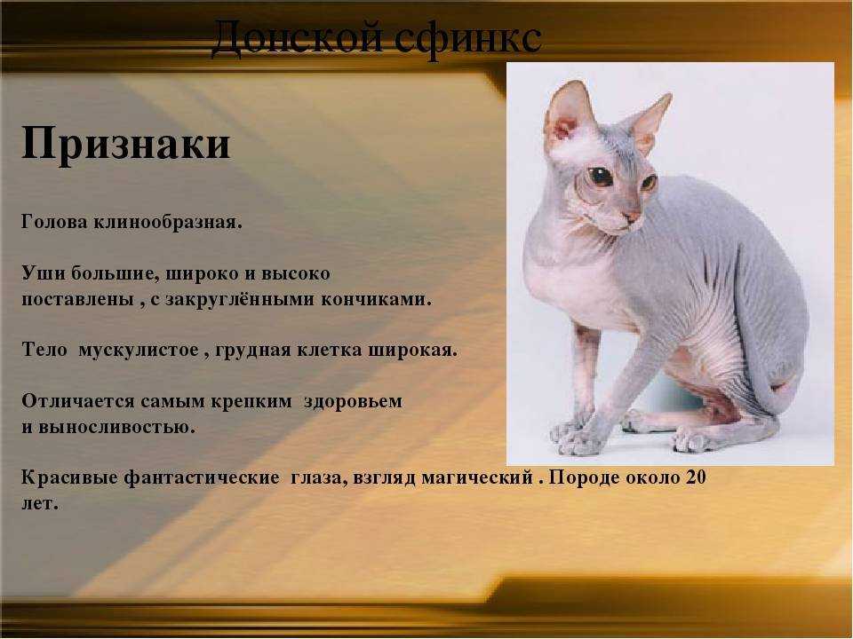 Черепаховая кошка — характер питомца и примеры основных пород