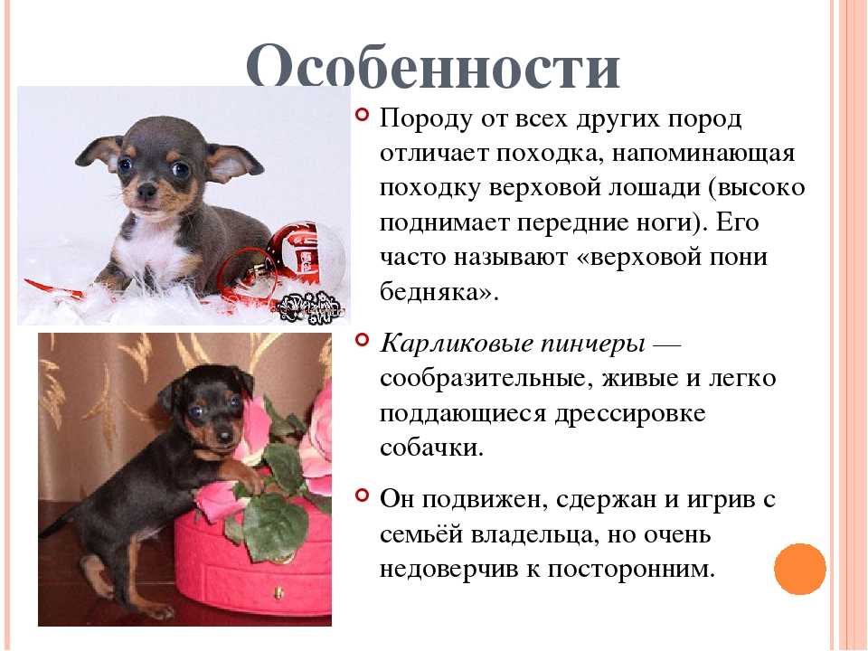 Русский той-терьер: описание, фото, характер, уход, обучение