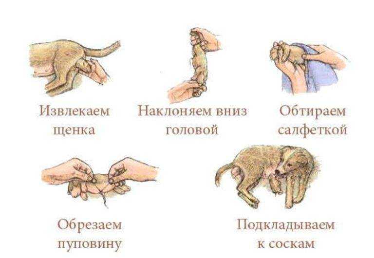 Все о течке у собак: от физиологических особенностей до нюансов поведения