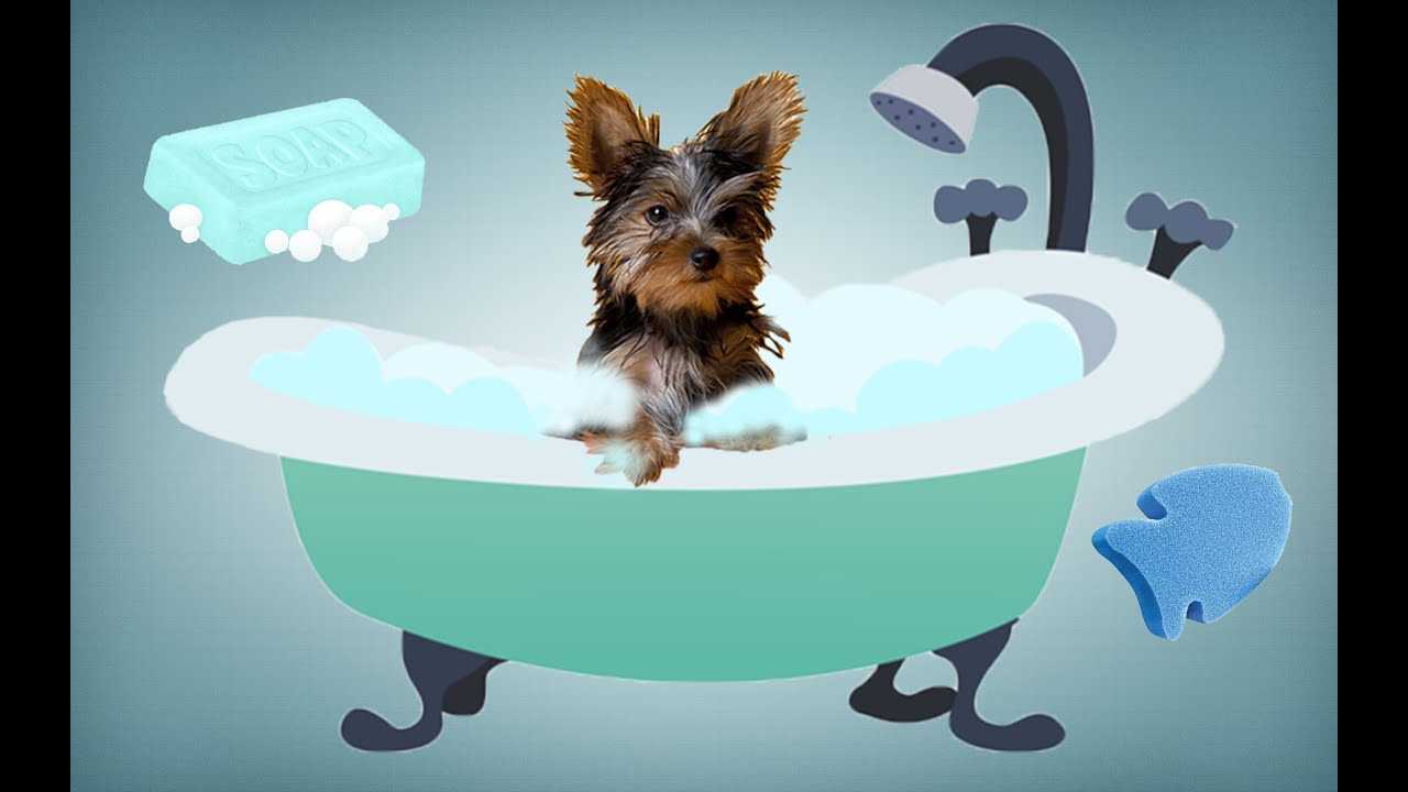 Как мыть йорка летом? купание щенка йорка! основные и главные правила с видео и фото!