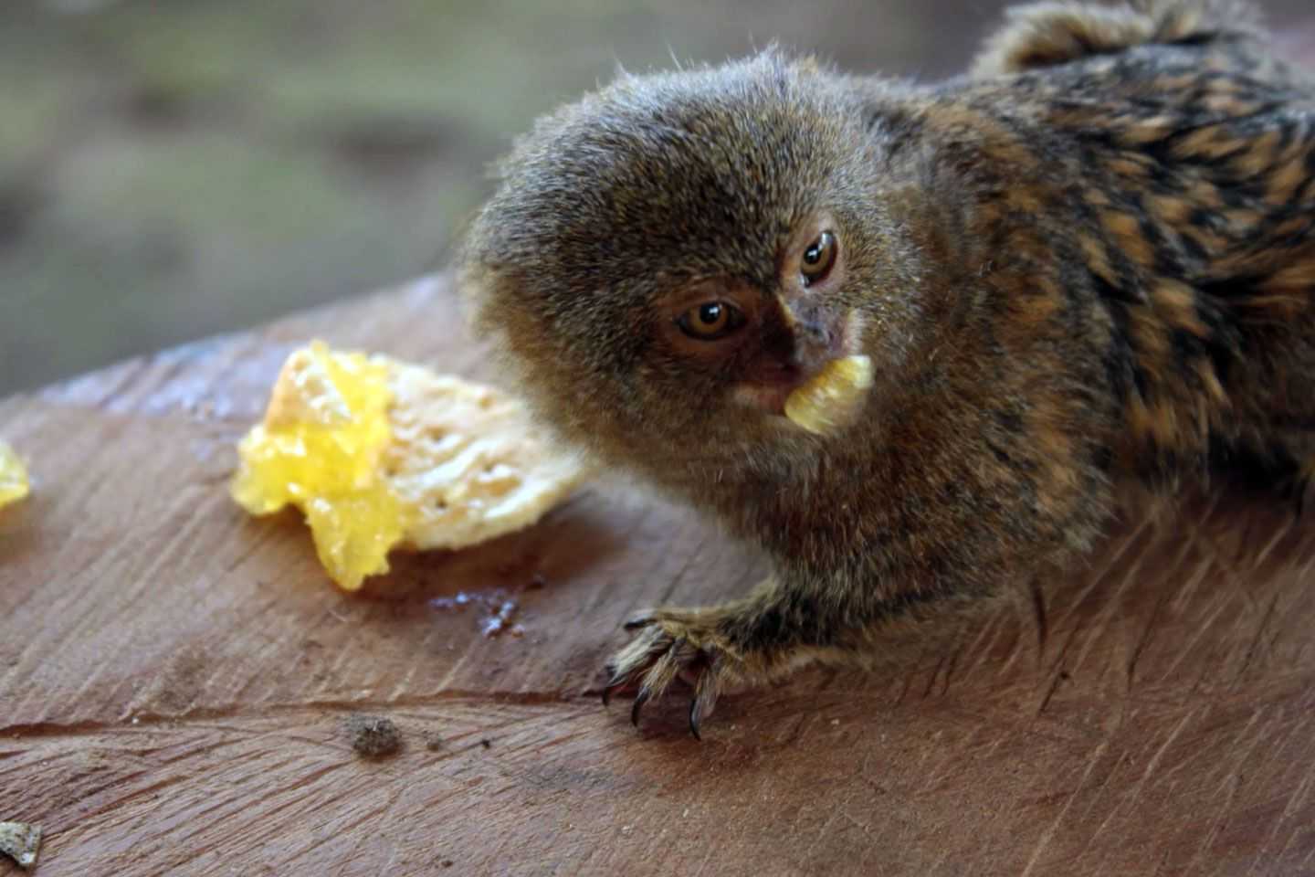 Самые маленькие обезьянки в мире