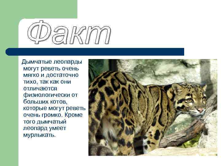 Дымчатый леопард – описание, интересные факты о хищнике, фото